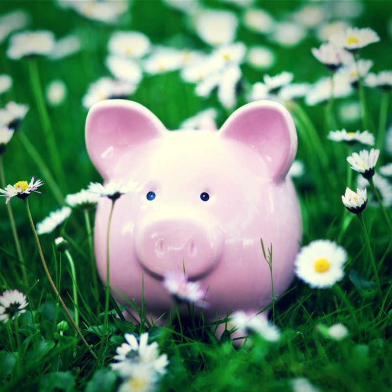 Piggy Bank in the grass