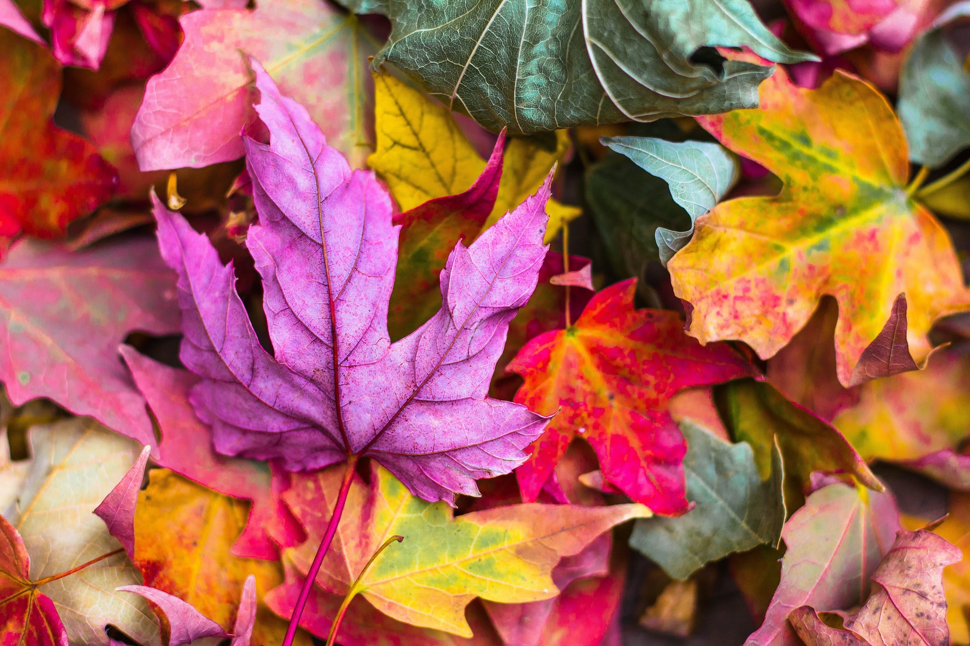 brightly colored leaves flat lay